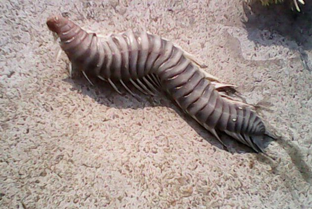 请问蚂蟥的天敌是什么动物？