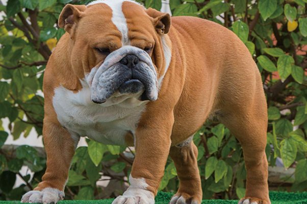 地球上第一只狗怎么来的