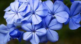 世界上花语最冷漠的花