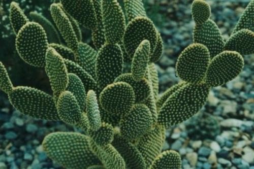 仙人掌生存为什么不需要水？