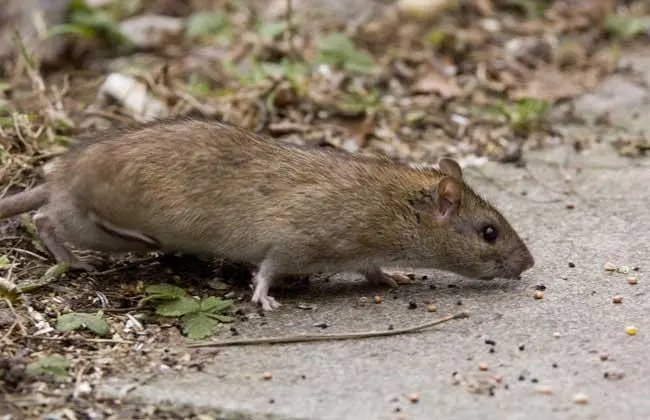 四川一老鼠盗窃肉铺老板1800多元现金建“豪宅”，事情的经过是怎样的？