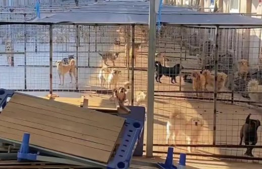 卖房不够又借债60万,老人执念救助流浪狗20年,她为何如此执着?