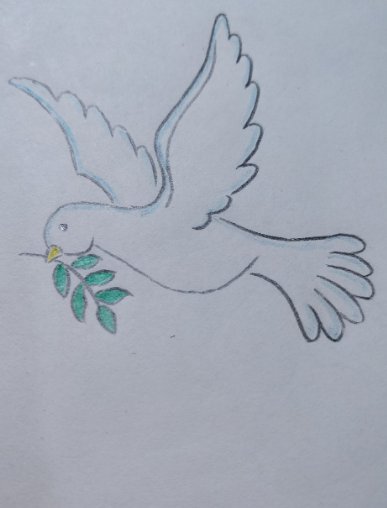 一只和平鸽的画法