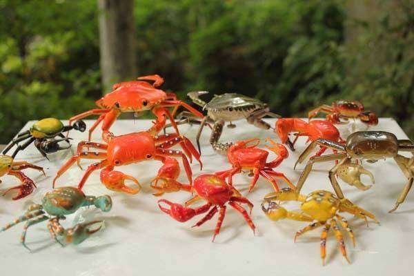 关于昆虫的备忘录怎么写