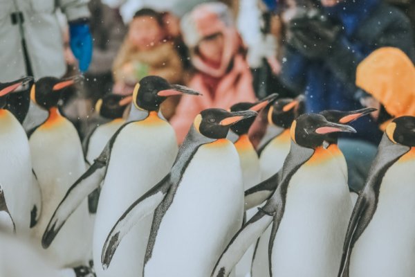 企鹅是什么意思