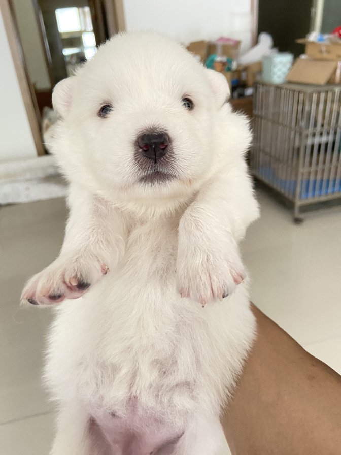 什么叫“鬼精灵”？