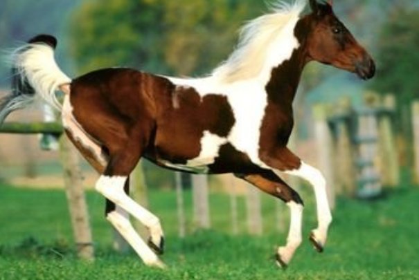 五什么六猴成语