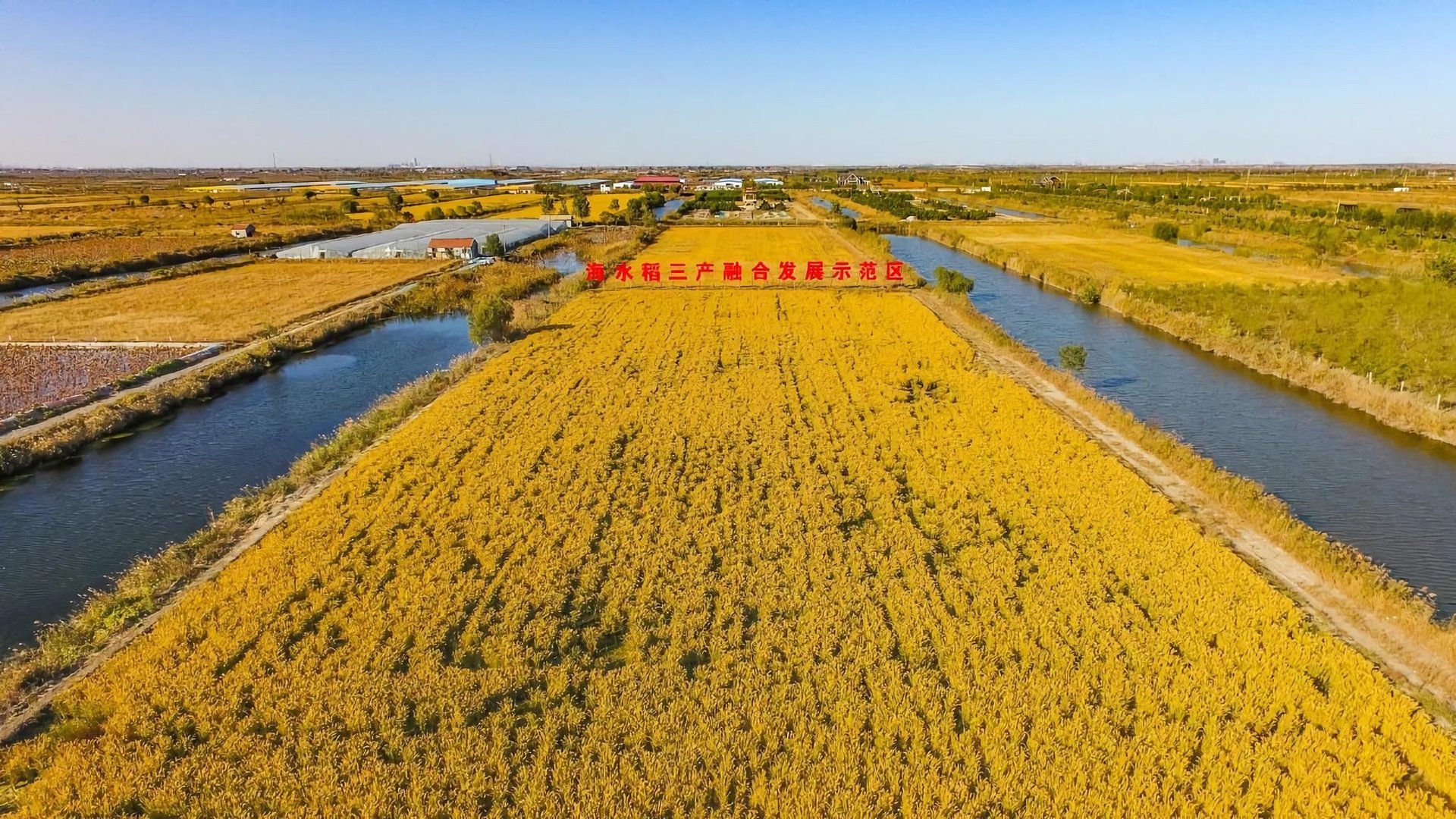 “海水稻”新米要上市了，海水稻有何优势？