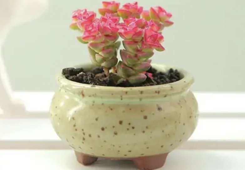 车速快多肉的描写