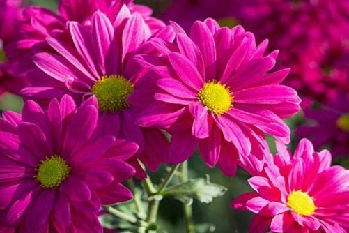 flower是什么意思