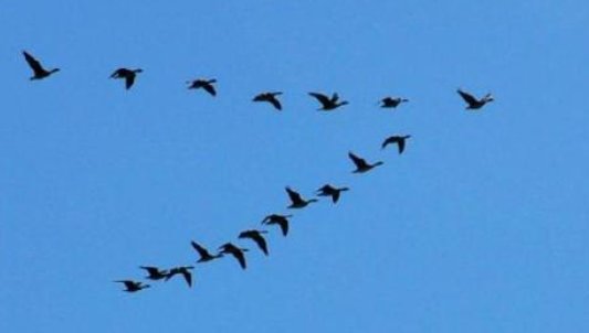 大雁为什么往南飞?（注意是脑筋急转弯）