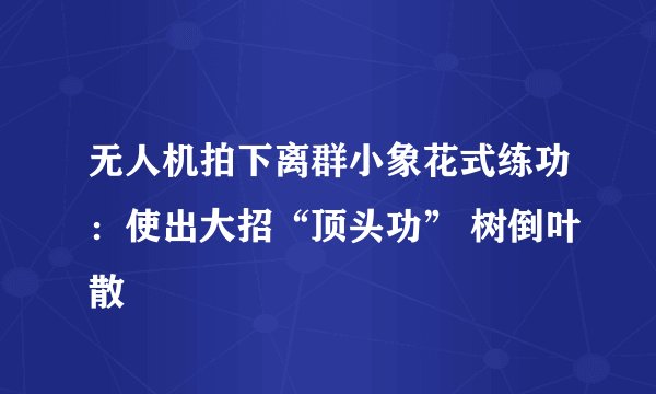 无人机拍下离群小象花式练功：使出大招“顶头功” 树倒叶散