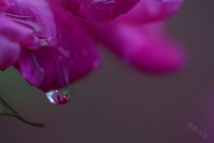 残花泪的电影剧情