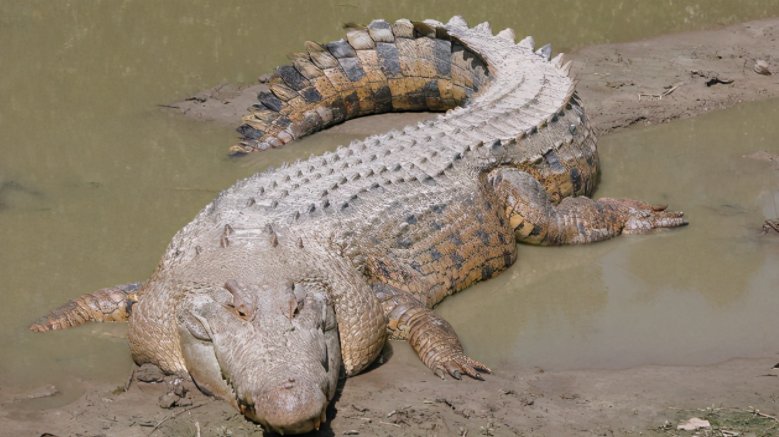 世界上最大的鳄鱼王