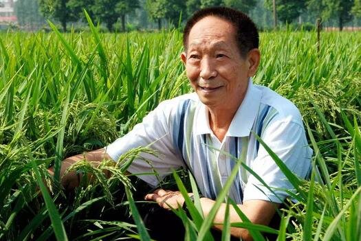 袁隆平超级简介50字
