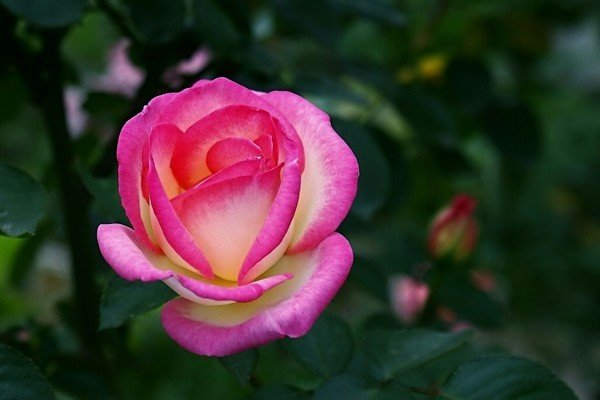 月季花写拟人句怎么写