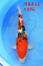 常见观赏鱼种类与价格