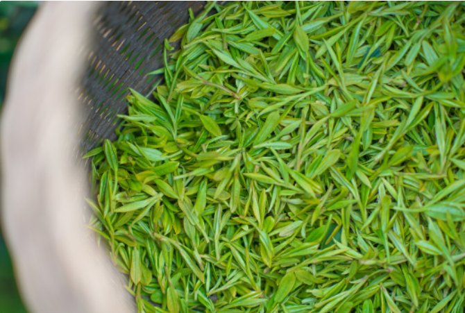 十大名茶的历史故事