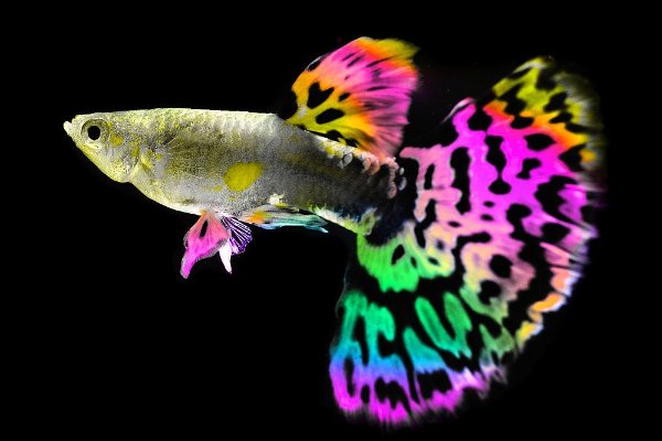 孔雀鱼难产的表现