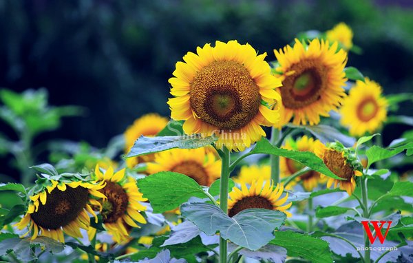 向日葵俱乐部的合作组织