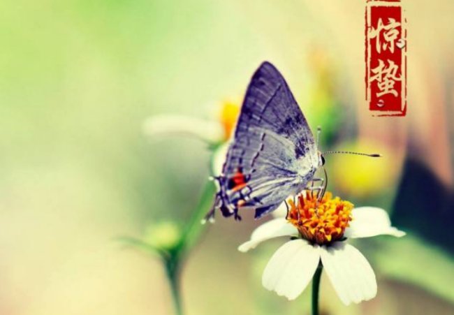 短一点的惊蛰古诗