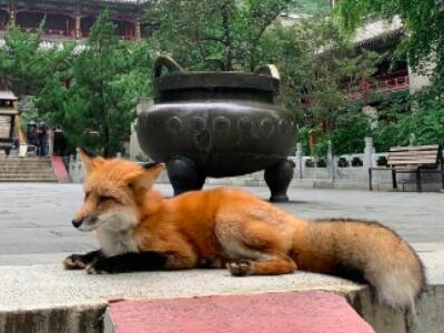 小狐狸频繁现身京郊潭柘寺,引游人投喂,是否该对其投喂?