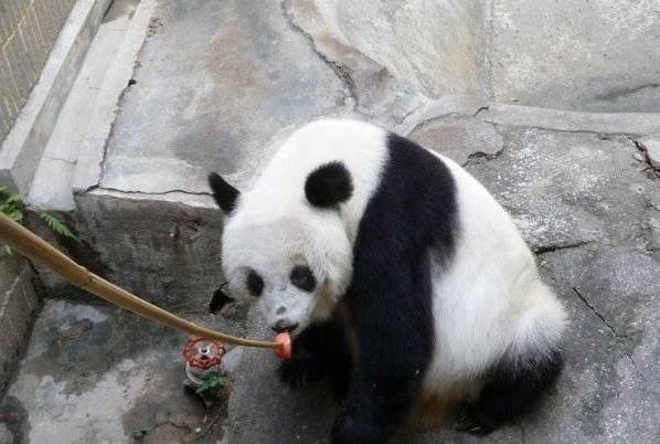 永巴的介绍