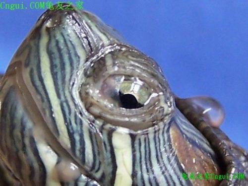 我的巴西龟眼皮上好像有一层白膜，那是什么。怎么办啊？