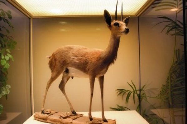 标本是什么意思