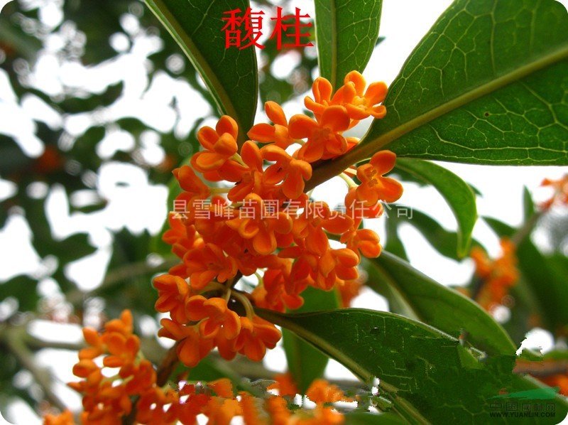 桂花新品种的介绍