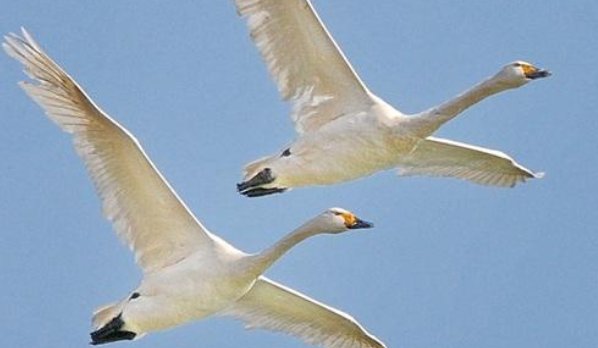 比翼双飞是什么意思？