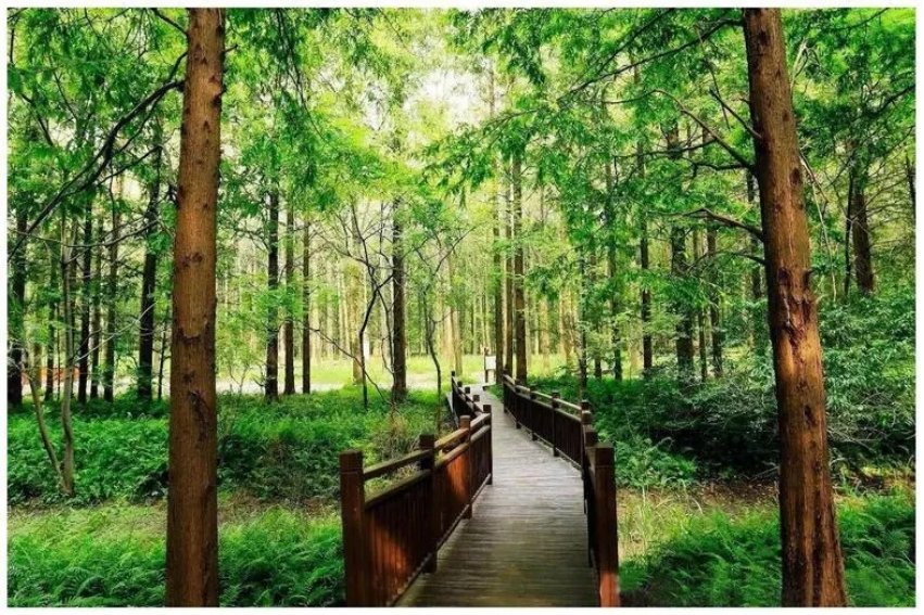 fresh air是什么意思