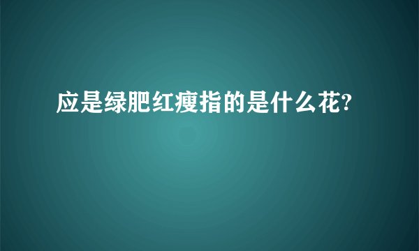 应是绿肥红瘦指的是什么花?