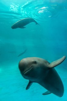 湖北无人机意外拍到怀孕江豚，正悠闲“养胎”！江豚有多稀缺？