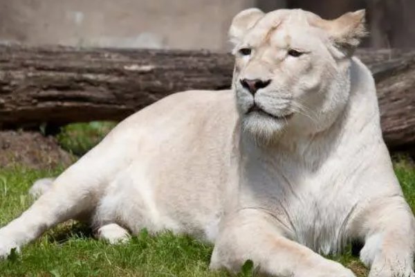 非洲白狮是怎么来的