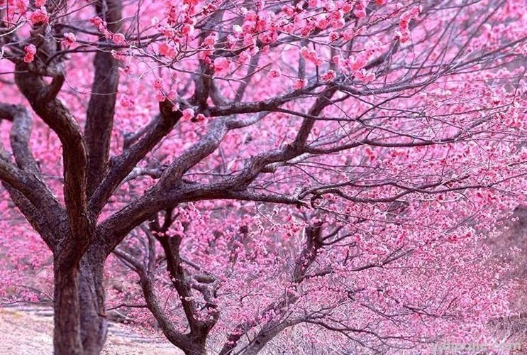 花盛开的优美句子