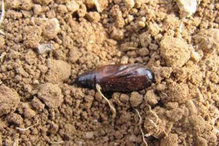 防治地下害虫的方法有哪些