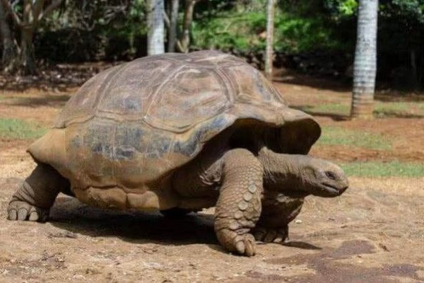 千年王八万年龟下一句