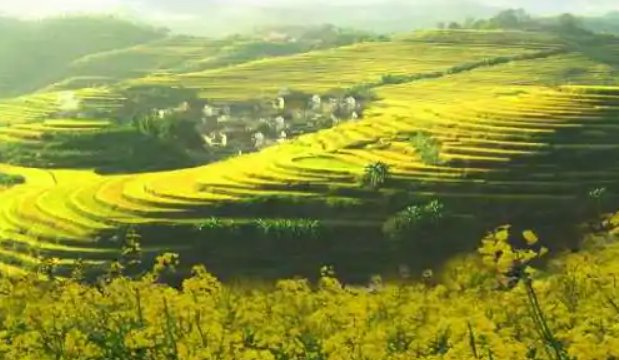 大埔县教育局电话