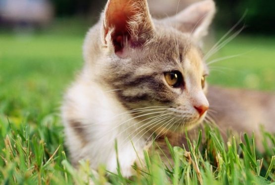 求老舍写的《我们家的猫》全文