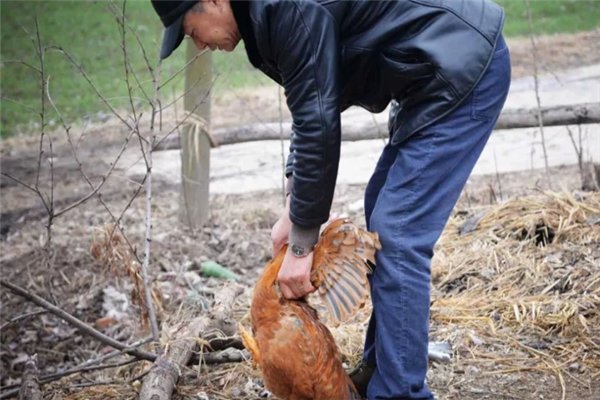 四川逐步取消现场宰杀销售活禽，这是为什么？
