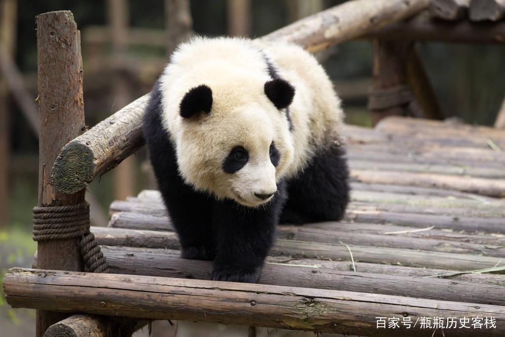 请问大熊猫栖息在哪里?
