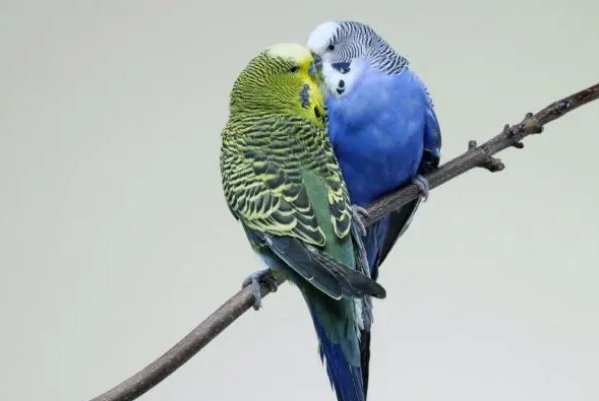 虎皮鹦鹉怎么养粘人