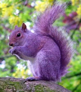 紫色松鼠的传说