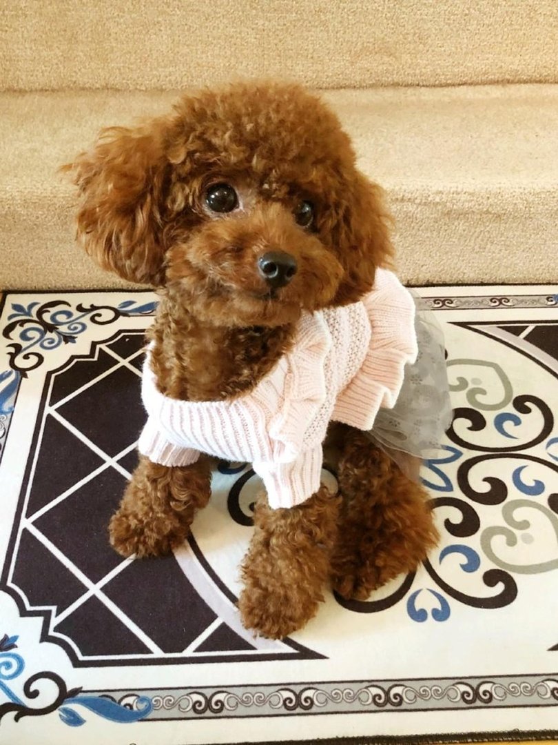 养了5个月的小狗，年龄大概有一年左右，刚才跑出去了，和公狗交配了，会生病吗啊？多久会产子？