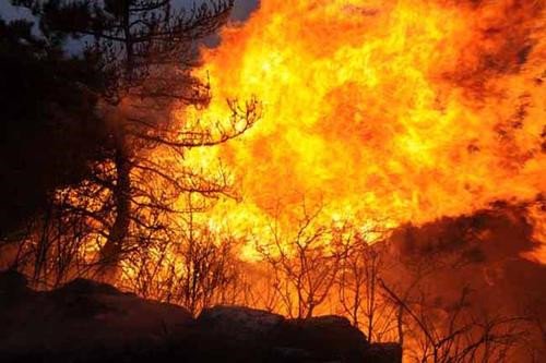 你是如何看有5人在凉山林区生火烧烤这件事的?