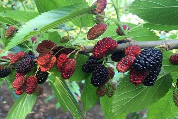 桑这个字的拼音？