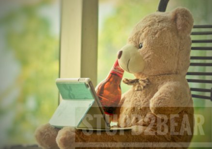 笨熊英文是什么