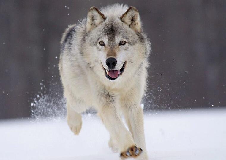 少时，一狼径去，其一犬坐于前翻译成现代文是什么