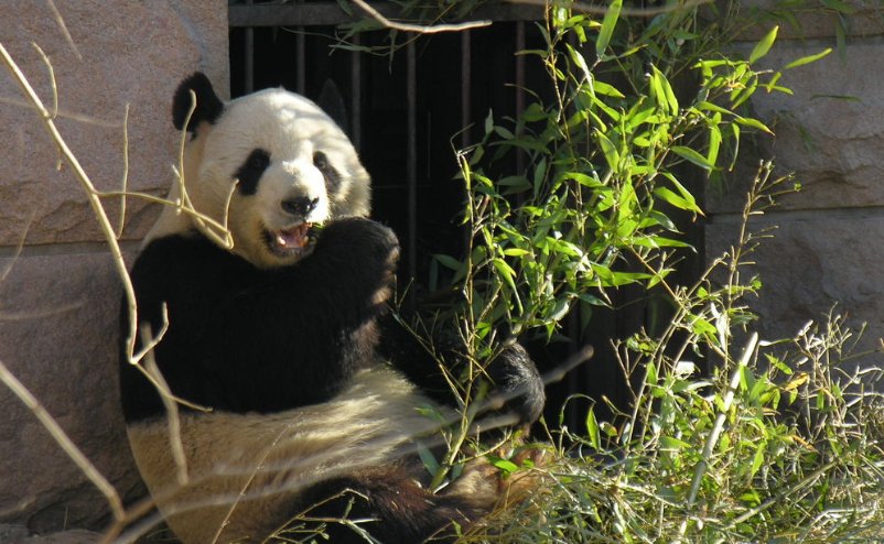 北京动物园通报去世大熊猫情况，去世原因是什么？